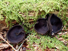 Pseudoplectania nigrella