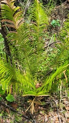Cycas