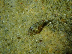 Pseudamycla dermestoidea