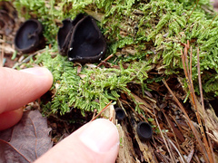 Pseudoplectania nigrella