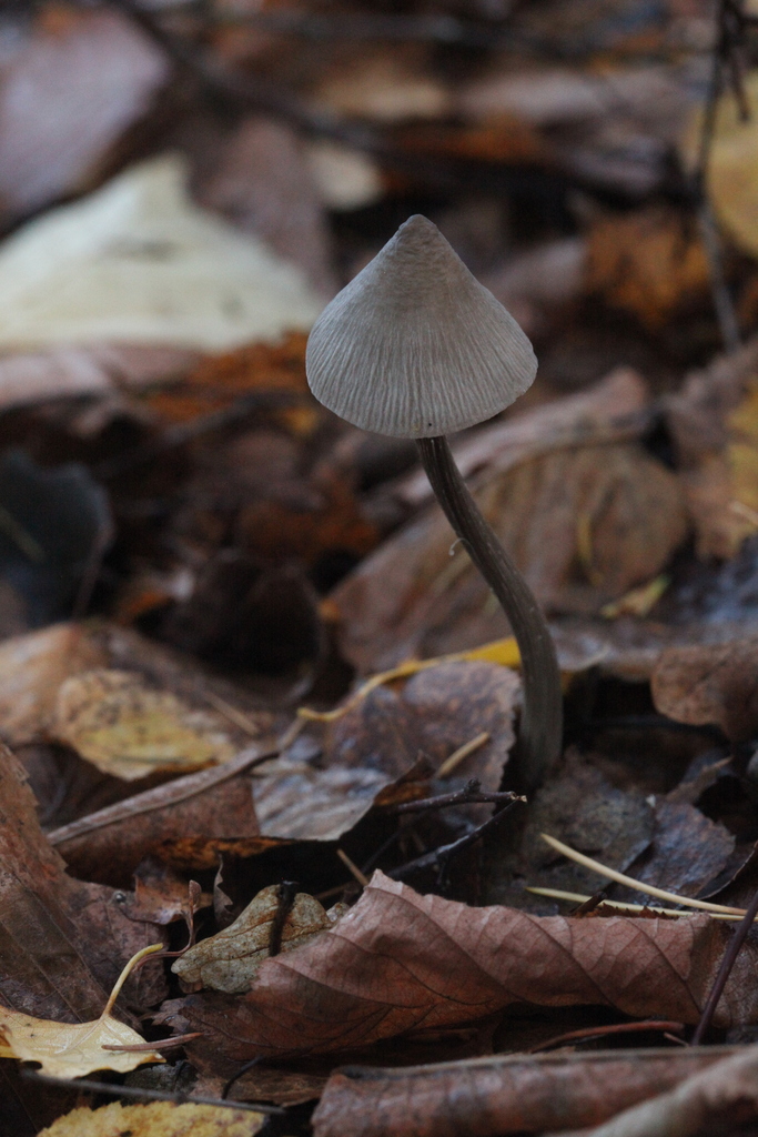 grooved bonnet