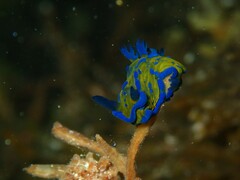 Tambja verconis
