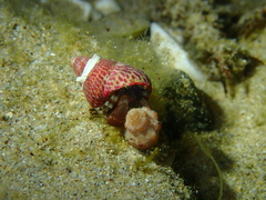 Pagurixus jerviensis