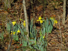 Narcissus