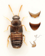 Eumicrota corruscula