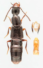 Gabrius subnigritulus