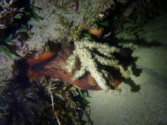 Macroctopus maorum