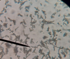 Penicillium digitatum