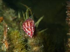 Prothalotia pulcherrima