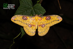 Loepa siamensis malayensis