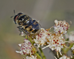 Copestylum marginatum