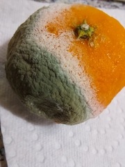 Penicillium digitatum