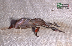 Sacada