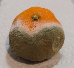 Penicillium digitatum