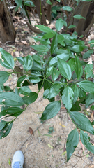 Cinnamomum burmanni