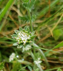 Chaerophyllum eriopodum