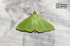 Parotis punctiferalis