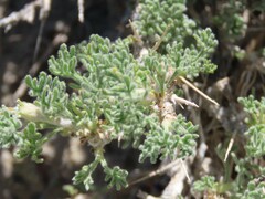 Artemisia spinescens
