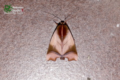 Carea parangulata
