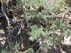 Artemisia spinescens