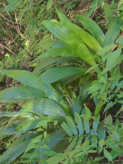 Calanthe formosana