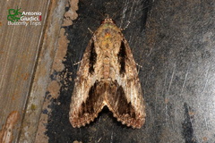 Odontodes