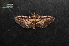 Eurrhyparodes bracteolalis