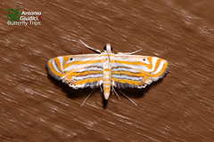Parapoynx villidalis