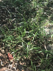 Paspalum conjugatum