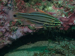 Ostorhinchus limenus