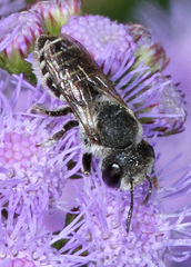 Megachile rotundata