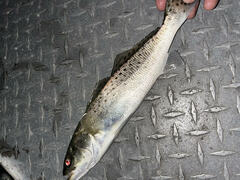 Cynoscion nebulosus