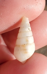 Pyramidella