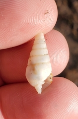 Pyramidella