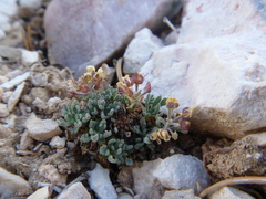 Lepidium ostleri