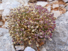 Lepidium ostleri