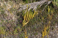 Phlegmariurus