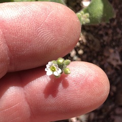 Tomostima cuneifolia