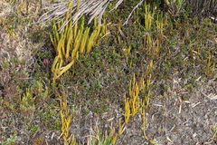 Phlegmariurus