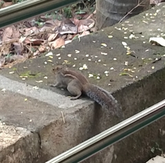 Funambulus tristriatus