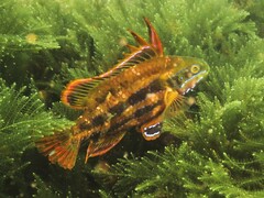 Heteroscarus acroptilus