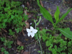 Nicotiana repanda
