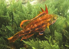 Heteroscarus acroptilus