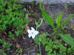 Nicotiana repanda