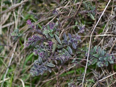 Scutellaria drummondii