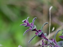 Scutellaria drummondii