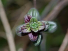 Scutellaria drummondii