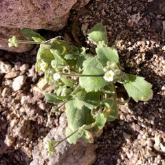 Tomostima cuneifolia