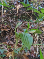 Liparis sootenzanensis