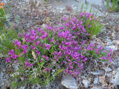 Rhinotropis subspinosa